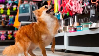 petshop