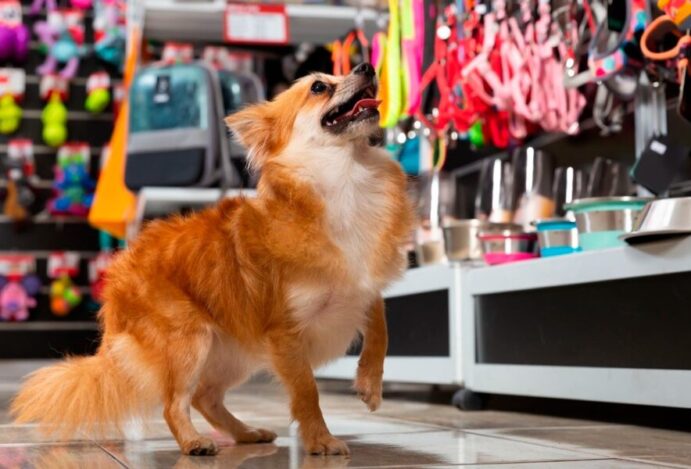 petshop