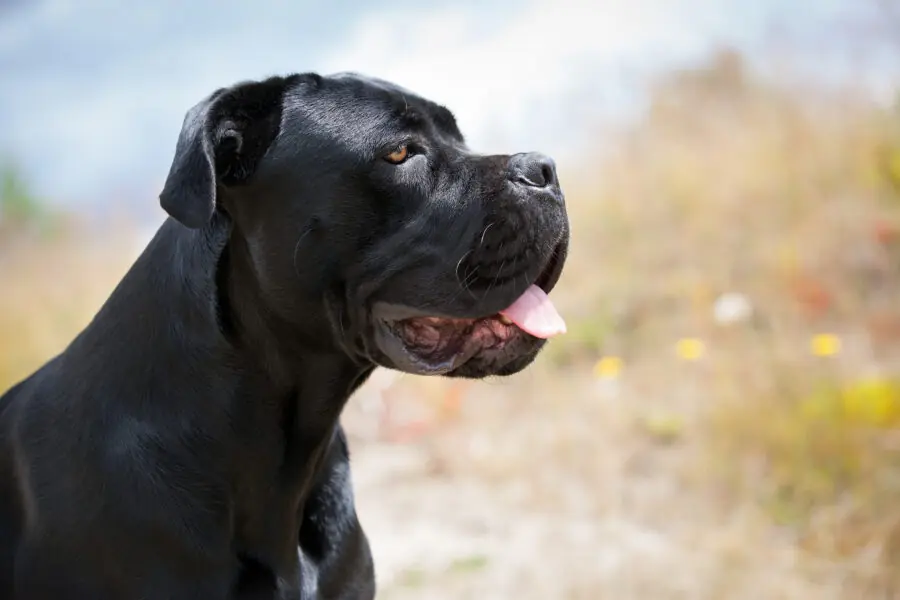cane corso cane corso