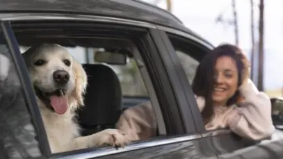 viajar com pets