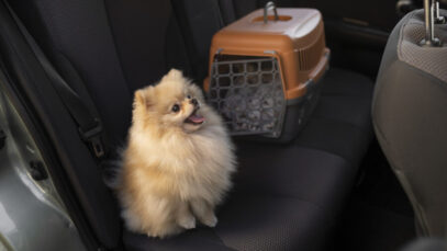 cute-dog-with-carrier-car