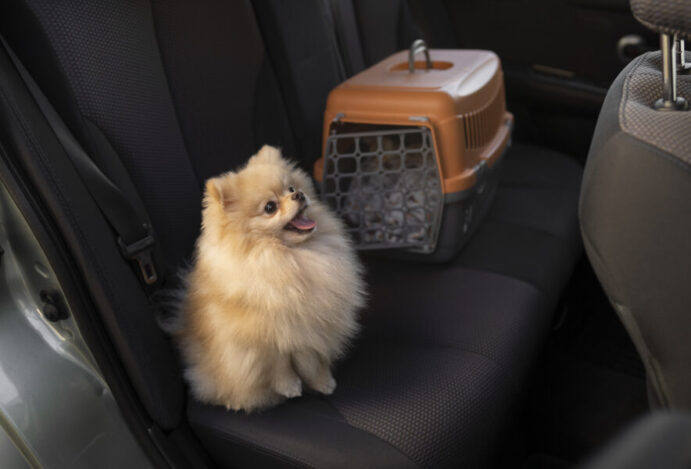 cute-dog-with-carrier-car