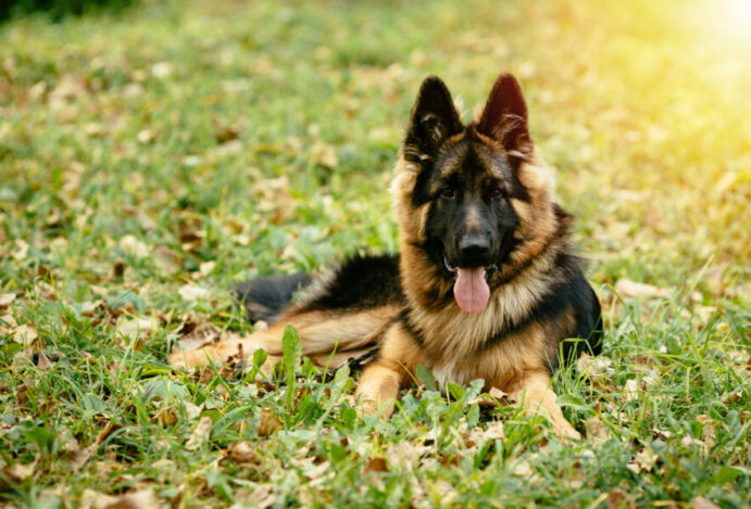 cães