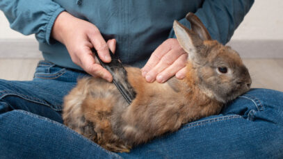 Domestic rabbit pathological hair loss, comb fur of pet animal,