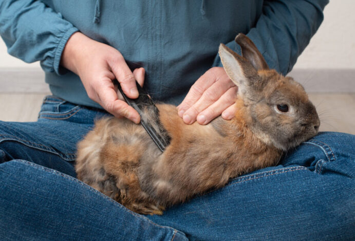 Domestic rabbit pathological hair loss, comb fur of pet animal,
