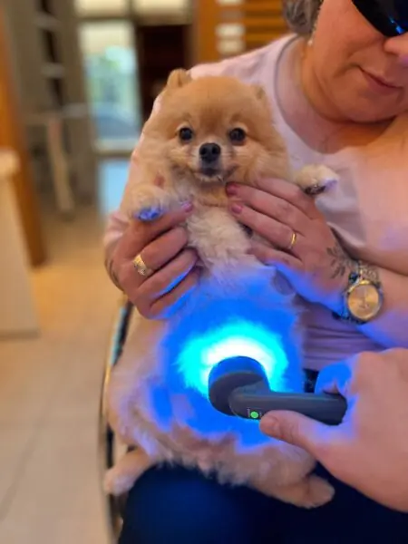 fototerapia em pets