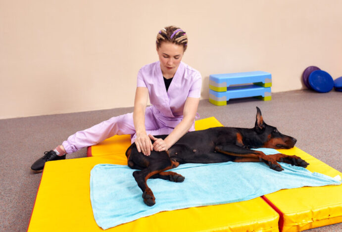 Dia do Veterinário Fisiatra