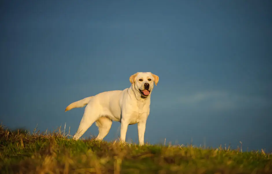 Labrador retriever Labrador retriever