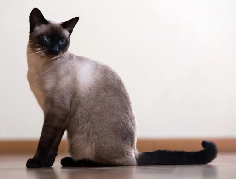 Sitting young Siamese cat