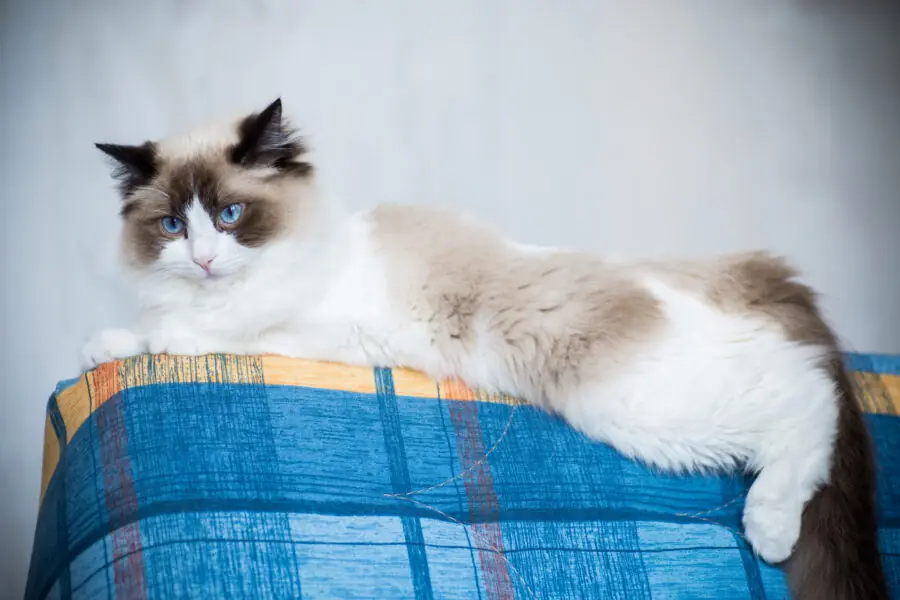 Young healthy beautiful purebred Ragdoll cat, at home