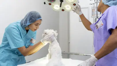 REAJUSTE SALARIAL DE MÉDICOS VETERINÁRIOS