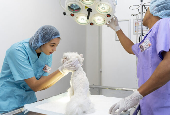 REAJUSTE SALARIAL DE MÉDICOS VETERINÁRIOS