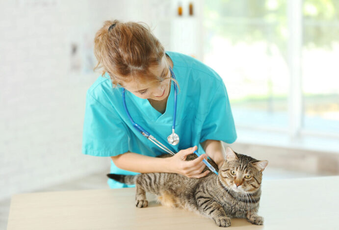 MERCADO VETERINÁRIO