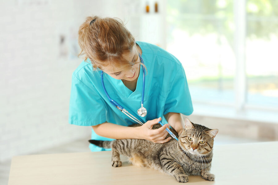 Os novos desafios da gestão técnica no mercado veterinário 1 MERCADO VETERINÁRIO