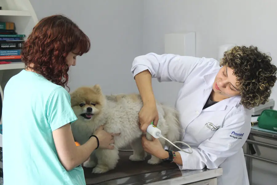 Médicas veterinárias cuidam de pet em unidade da Fisio Care Pet | Foto: Divulgação