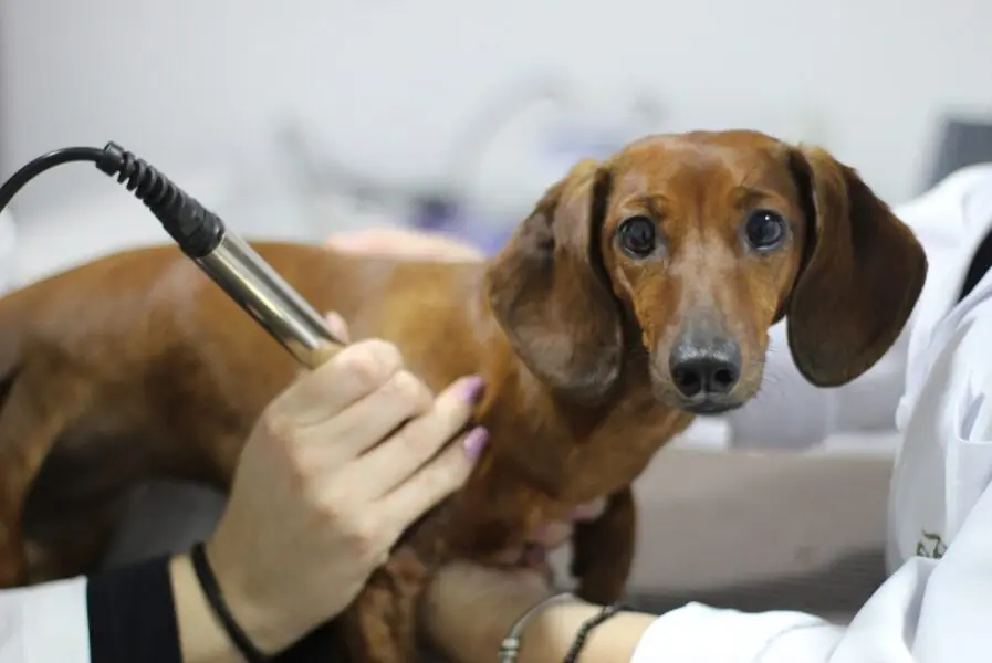 Cachorrinho sendo tratado na Fisio Care Pet | Foto: Divulgação