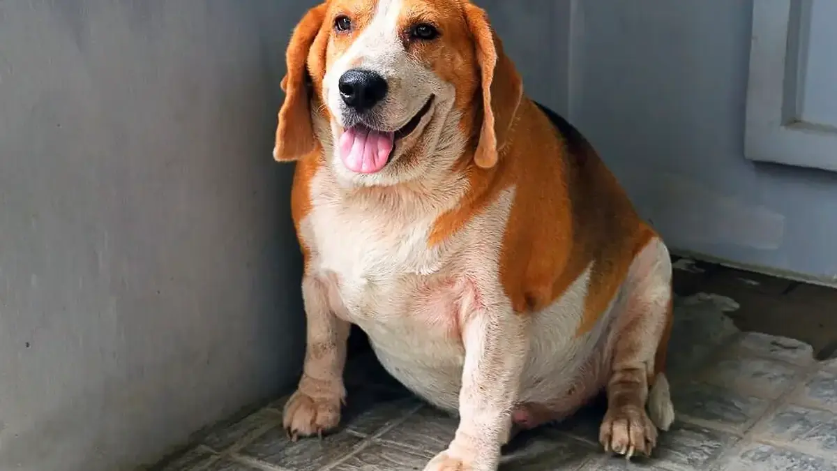 Obesidade canina
