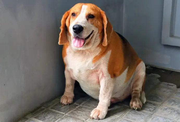 Obesidade canina