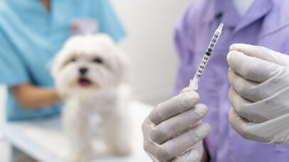 ESTABELECIMENTOS DE SERVIÇOS VETERINÁRIOS
