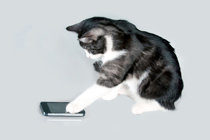e-commerce pet