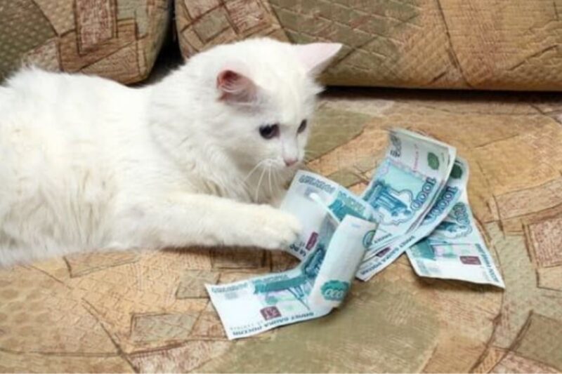 Faturamento do mercado pet