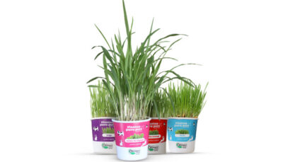 PORTAL plantas orgânicas CLOROPHILA BRASIL