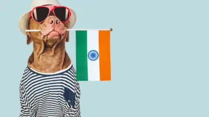 Charming brown dog, sun hat and Indian Flag