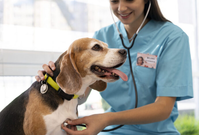 Veterinários uruguaios