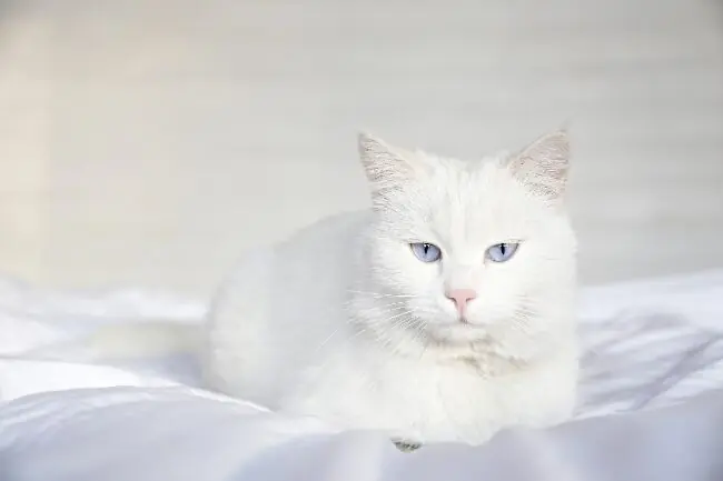 angora