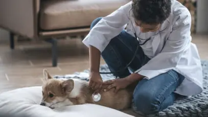 Atendimento veterinário domiciliar