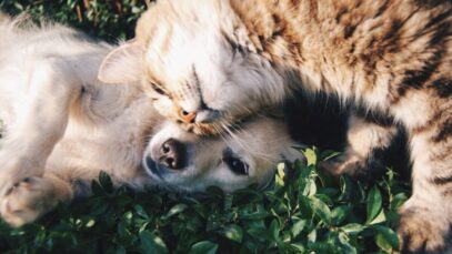 Raças de cães e gatos mais queridas e as menos esperadas