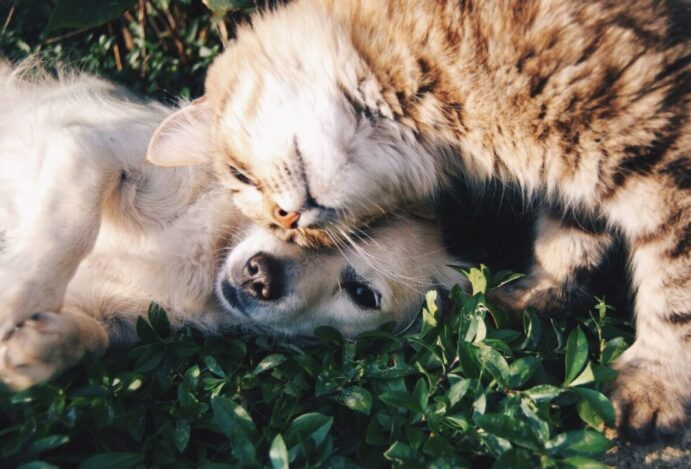 PETS