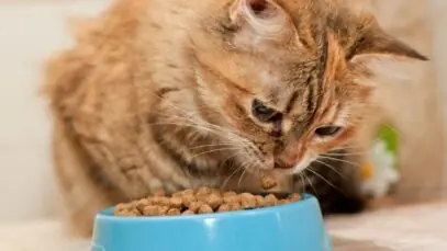 Pet Food na América Latina