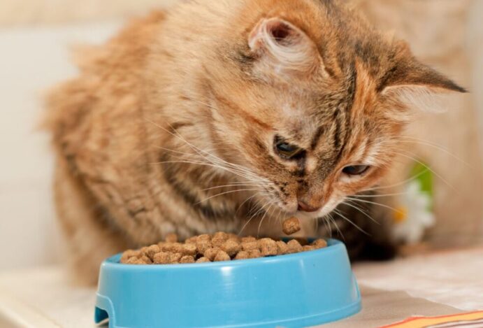 Pet Food na América Latina