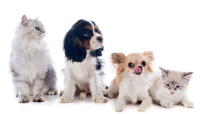 Número de animais de estimação no Brasil