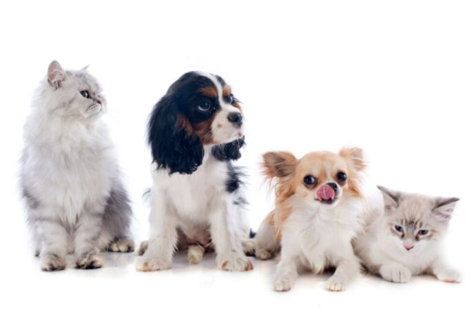 Imagem relacionada a: Número de animais de estimação no Brasil