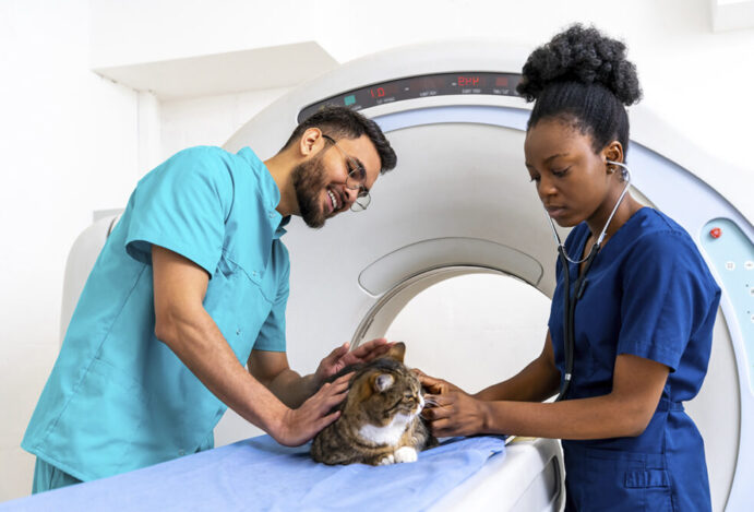 Empregos para veterinários