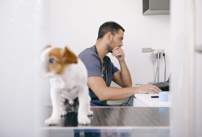 PEJOTIZAÇÃO NA VETERINÁRIA Pejotização, veterinária, medicina veterinária