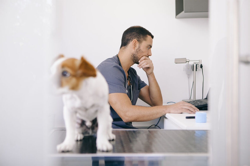 Especialista avalia cenário atual da pejotização na veterinária 1 PEJOTIZAÇÃO NA VETERINÁRIAPejotização, veterinária, medicina veterinária