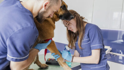 Graduação em medicina veterinária é a 8ª mais procurada medicina veterinária