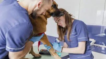 medicina veterinária