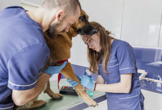 medicina veterinária