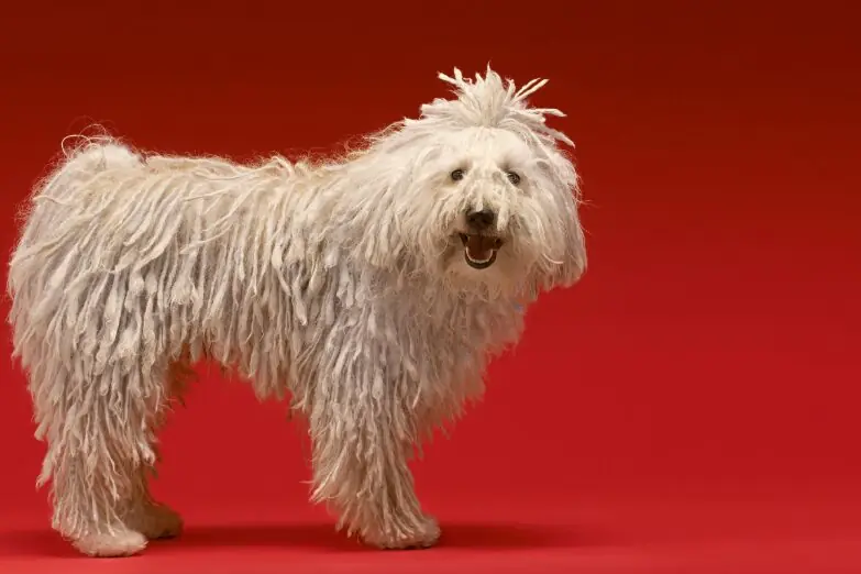 Komondor