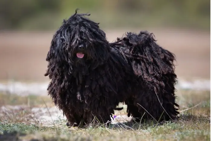 Puli