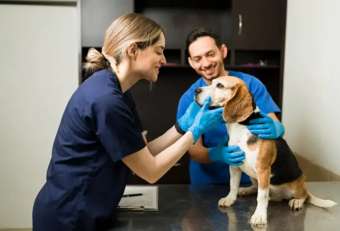 Imagem relacionada a: A segurança do paciente veterinário e o futuro da qualidade assistencial