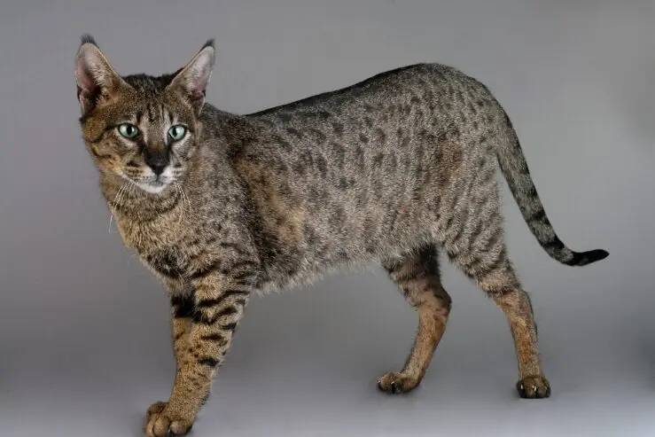 Savannah