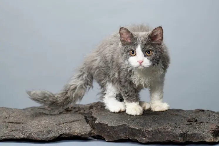 Selkirk Rex