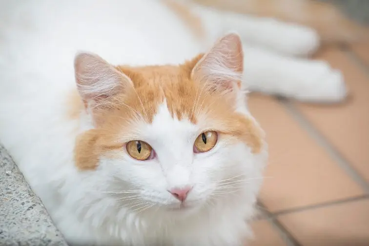 Turkish Van