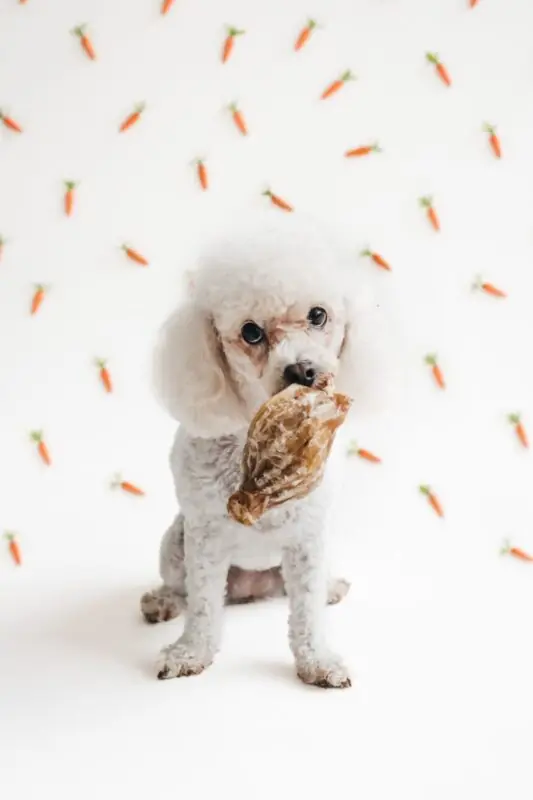 Petisco de Páscoa de pulmão bovino para cães
