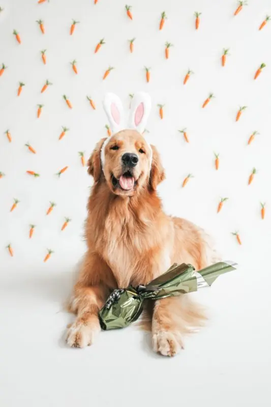 Petisco de Páscoa de pulmão bovino para cães